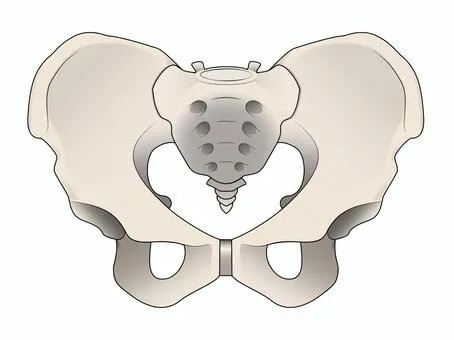 骨盤のリズムと働き